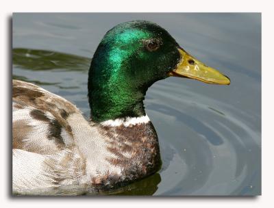 u12/francist/medium/2862729.ant4net.jpg