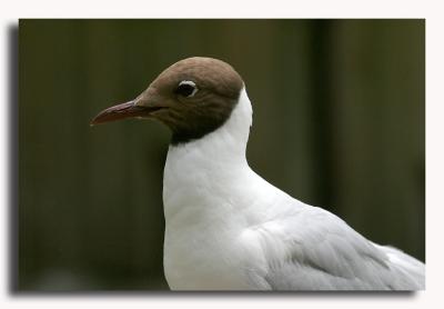 u12/francist/medium/2862730.ant5net.jpg