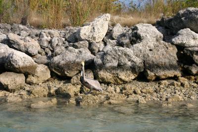 Pelican.