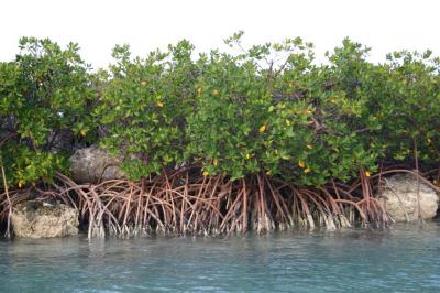 Mangrove