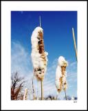 weeds with snow