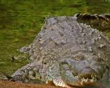 Orinoco crocodile / Caimn del Orinoco