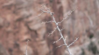 u12/fz10group/medium/37760279.thorns.jpg