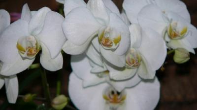 u12/fz10group/medium/38369069.flowers1.jpg