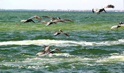 u12/fz10group/medium/41187561.P1010905.jpg