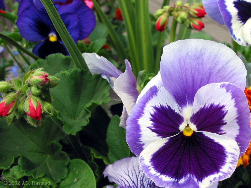 Pansy