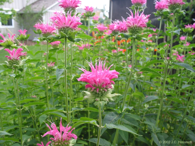 Pink Flowers