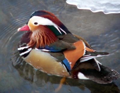 u12/g_garneau/medium/41549076.mandarin.jpg