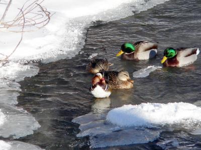 Canard mandarin