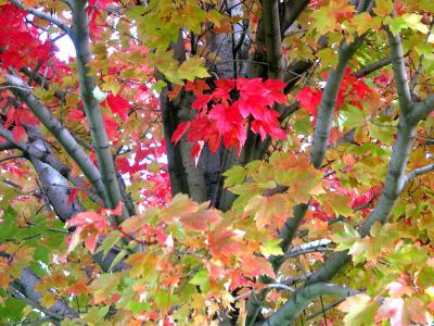 red (and still some green) tree