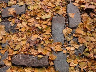 leaves and pavement
