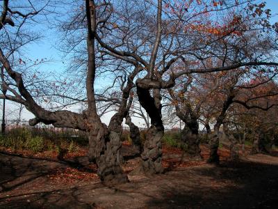central park, near guggenheim