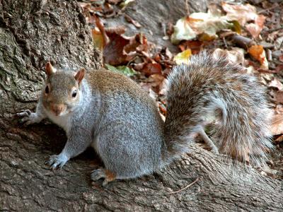 central park, squirrel