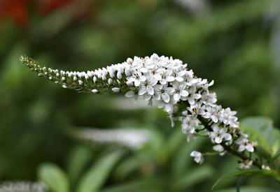 Gooseneck Loosestrife