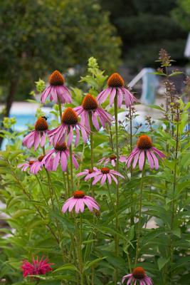 Coneflowers