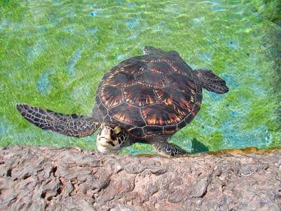 maui_ocean_center_turtle.jpg