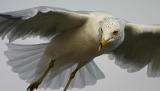 Swoop du Jour