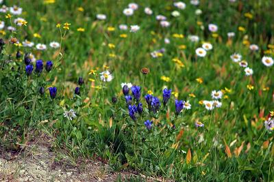 wildflowers at Logan Pass