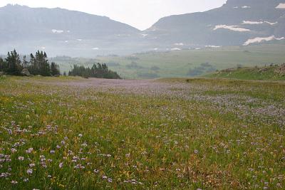 more wildflowers at Logan Pass