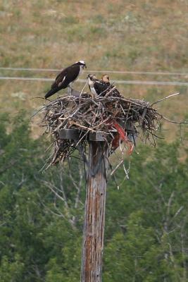 Ospreys