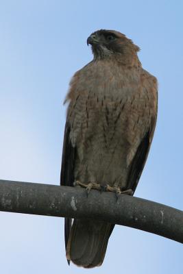 Red-tailed Hawk, Light Morph
