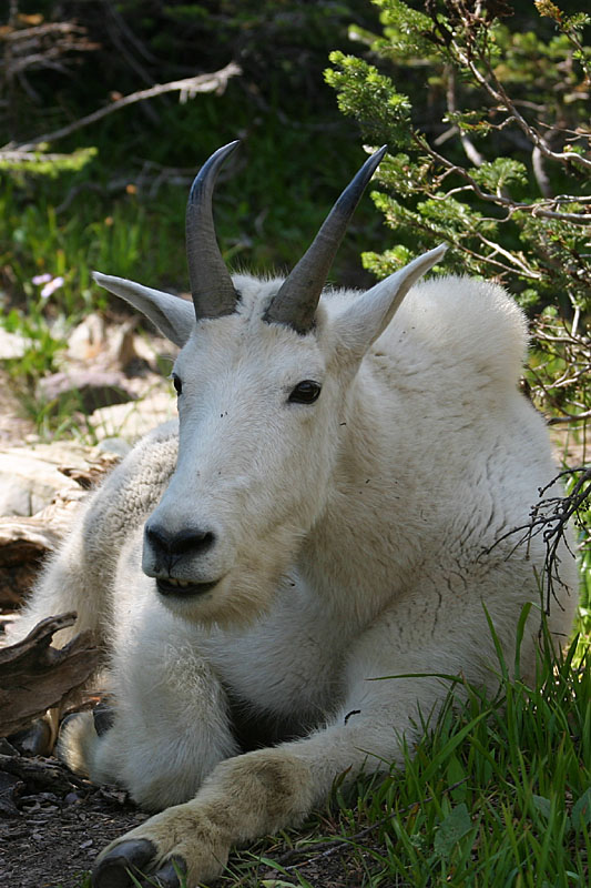 Mountain Goat