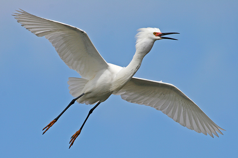 Snowy Egret in Flight