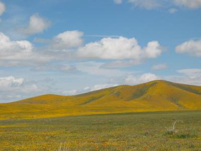 Poppies cover the hills.JPG