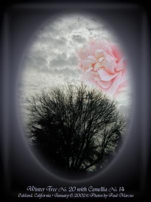Winter Tree #20 + Camellia