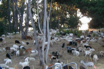 Goats...In Berkeley?