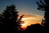 Trees and Sunset  #32