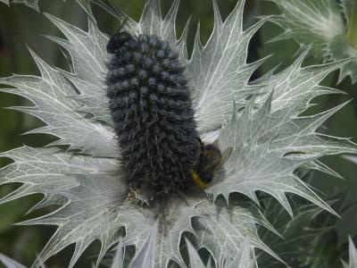 Bee Feast.jpg