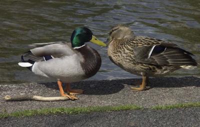 Duck.JPG