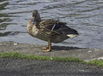 Duck2.JPG