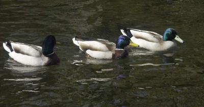 Duck3.JPG