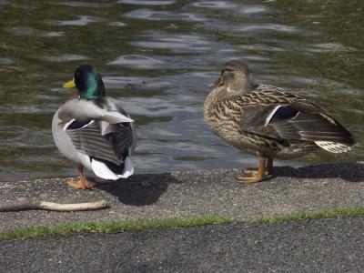 Duck5.JPG