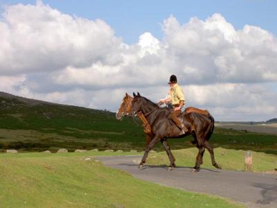 Horses Dartmoor.JPG