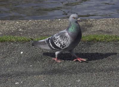 Pigeon.JPG