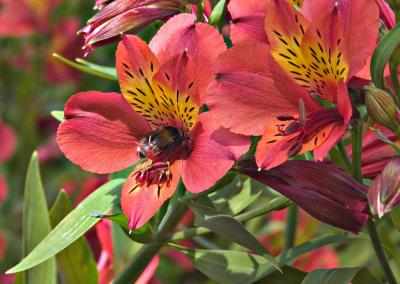 Pink with bee.JPG