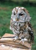 Owl.jpg