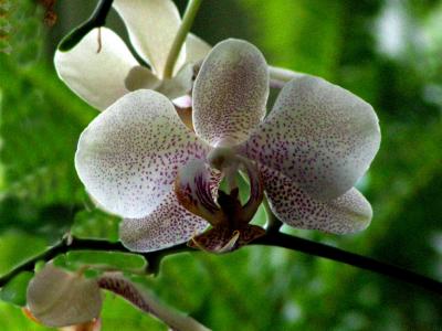 orchid =New camera .jpg