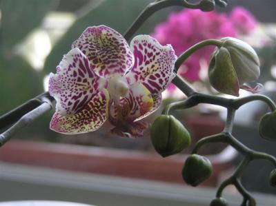Orchid-1 April 05.JPG