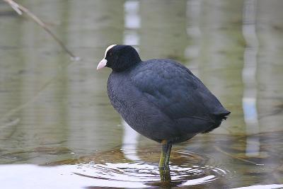 Foulque