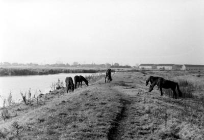 Ik denk dat ik deze foto (als klein jongetje) 1969 heb genomen ongeveer op de plaats waar nu de twiskemolen staat.