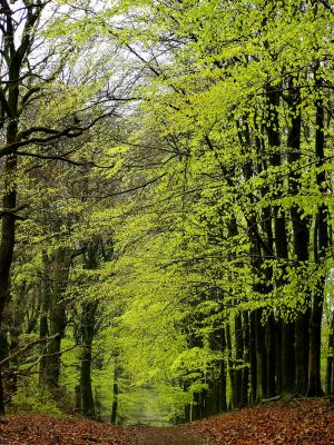 beuken aprilgroen