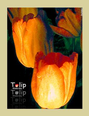 tulip02.jpg