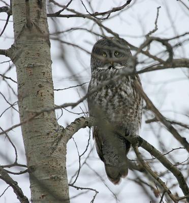 Great Gray Owl peeking out from behind branches