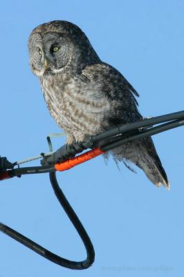 Great Gray Owl