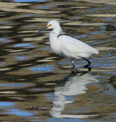 Snowy Egret