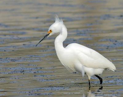 Snowy Egret